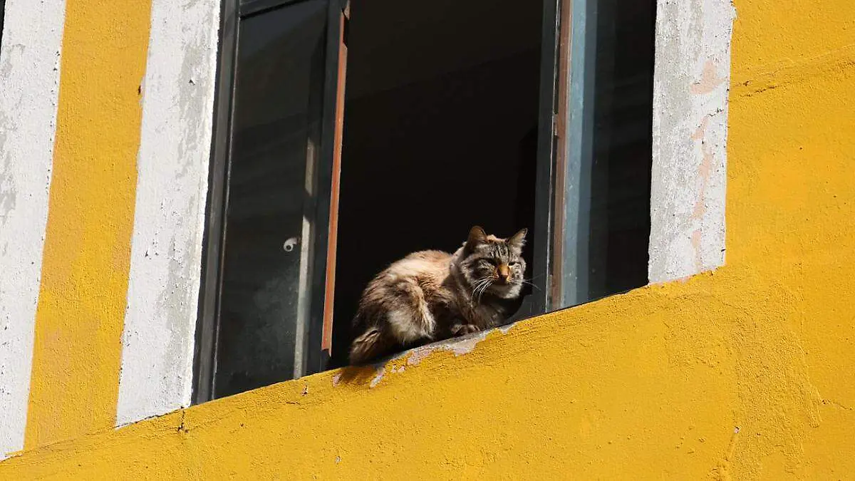 La popularidad se expandió con la llegada de un nuevo miembro en la familia un 'gatito chismoso'